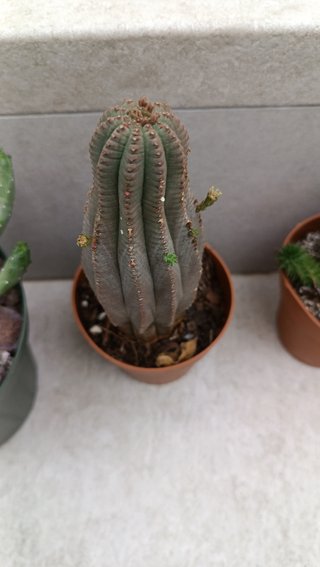 Pack 4 euphorbias