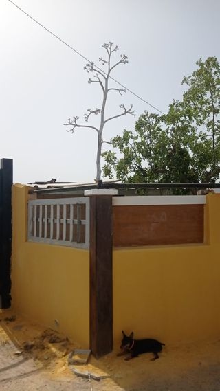 manitas