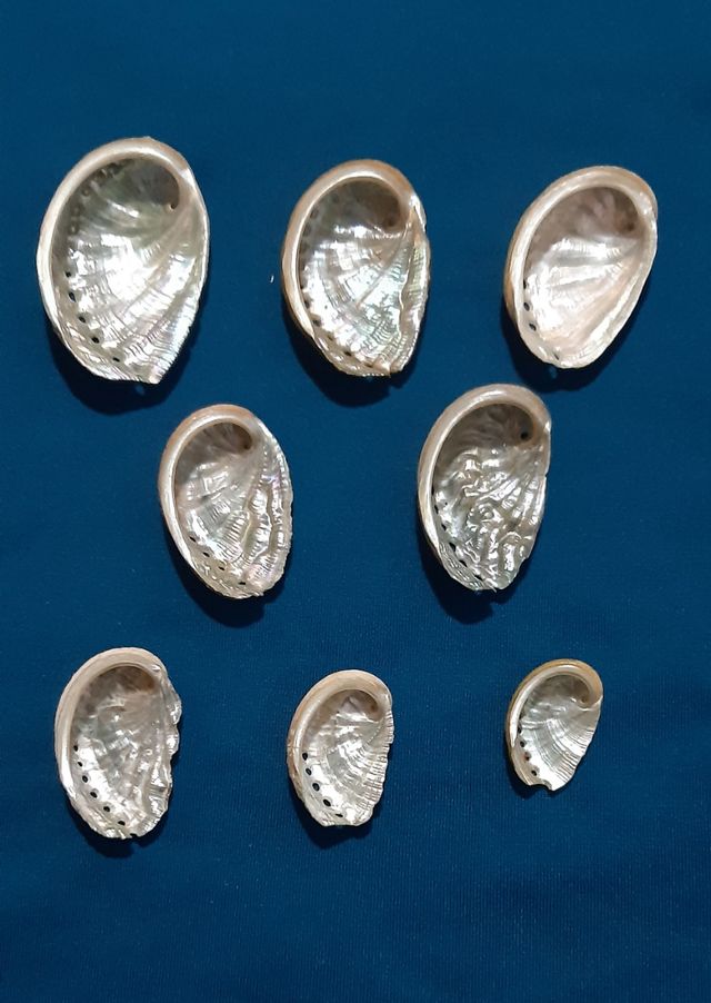 Conchas marinas, orejas de mar