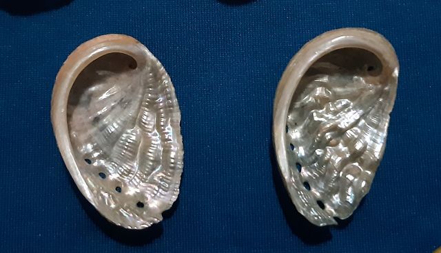 Conchas marinas, orejas de mar