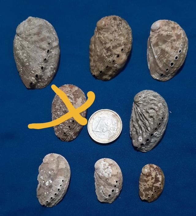 Conchas marinas, orejas de mar