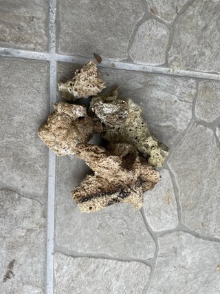 Roca acuario marino
