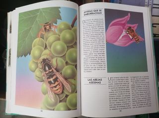 Libro"Record y curiosidades de los ani"