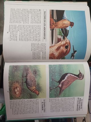 Libro"Record y curiosidades de los ani"