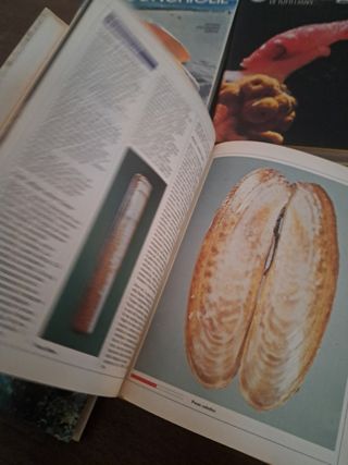 Enciclopedia  di conchiglie