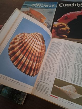 Enciclopedia  di conchiglie