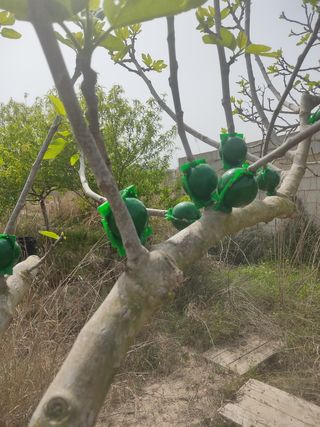 caja  de enraizamiento.