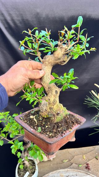 BONSAI GRANADO JAPONES NEJIKAN SHOIN