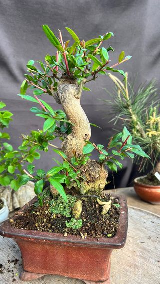 BONSAI GRANADO JAPONES NEJIKAN SHOIN