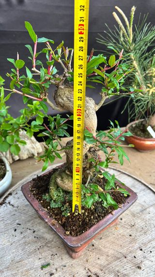 BONSAI GRANADO JAPONES NEJIKAN SHOIN