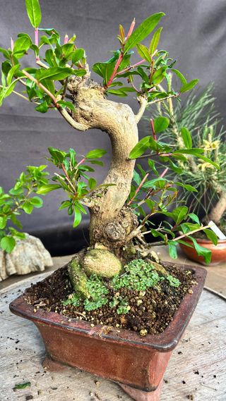 BONSAI GRANADO JAPONES NEJIKAN SHOIN