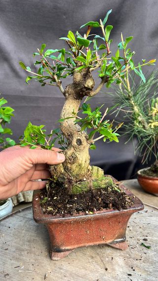 BONSAI GRANADO JAPONES NEJIKAN SHOIN