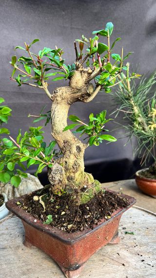 BONSAI GRANADO JAPONES NEJIKAN SHOIN