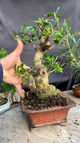 BONSAI GRANADO JAPONES NEJIKAN SHOIN