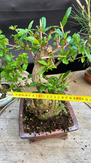 BONSAI GRANADO JAPONES NEJIKAN SHOIN