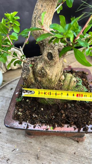BONSAI GRANADO JAPONES NEJIKAN SHOIN