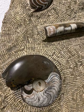 Fósiles marinos de Marruecos