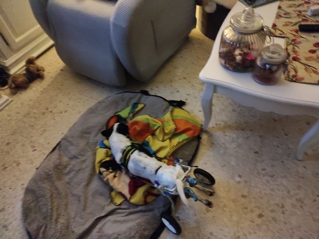 Sillas de Ruedas XS para Chihuahua