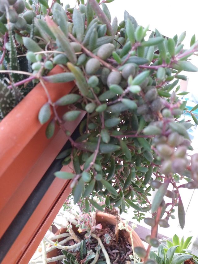 Planta collar de rubi
