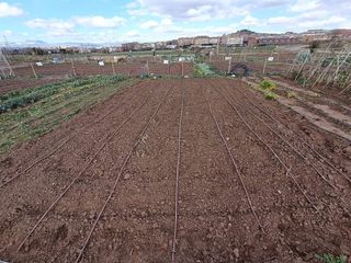 Huerto ocio - huerto urbano