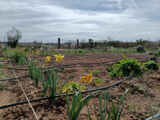 Huerto ocio - huerto urbano