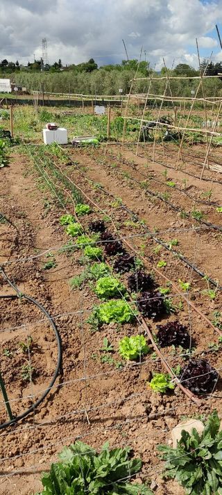 Huerto ocio - huerto urbano