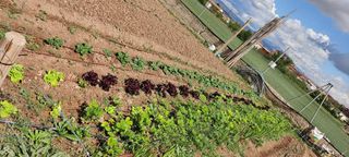 Huerto ocio - huerto urbano