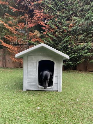 Caseta de perro