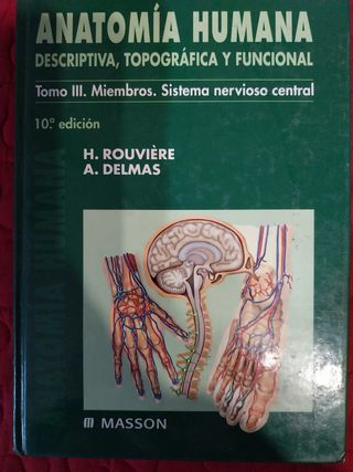 Ruviere anatomía humana