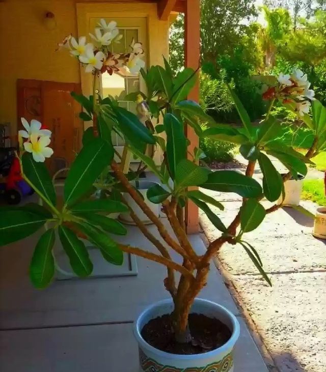 Esqueje de Plumeria Alba (Frangipani)