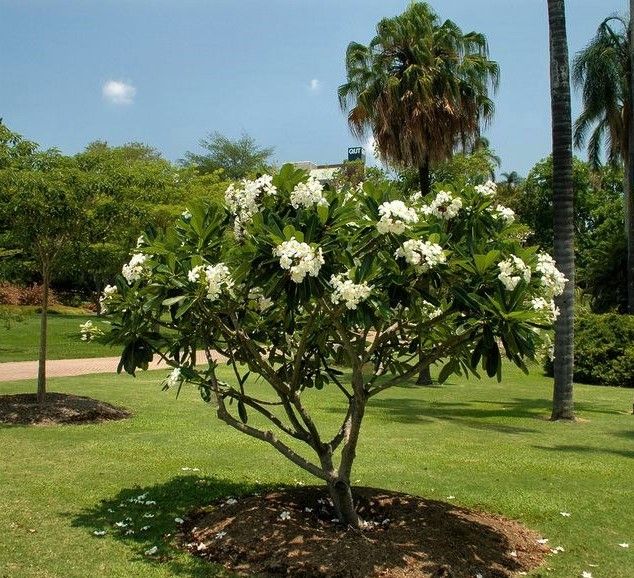 Esqueje de Plumeria Alba (Frangipani)