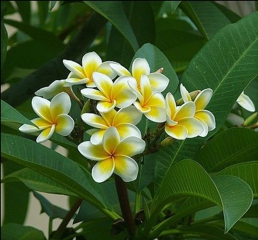 Esqueje de Plumeria Alba (Frangipani)