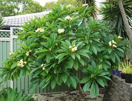Esqueje de Plumeria Alba (Frangipani)