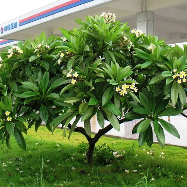 Esqueje de Plumeria Alba (Frangipani)