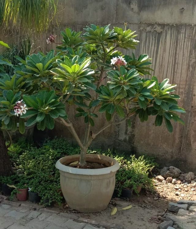 Esqueje de Plumeria Alba (Frangipani)