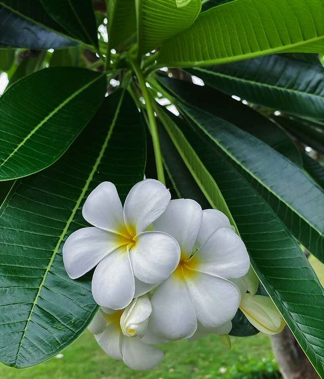 Esqueje de Plumeria Alba (Frangipani)