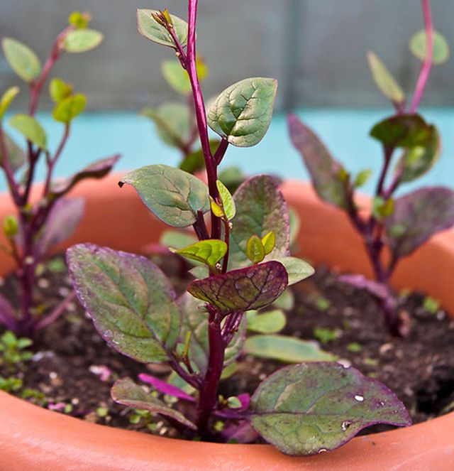 Semillas de Basella Alba 