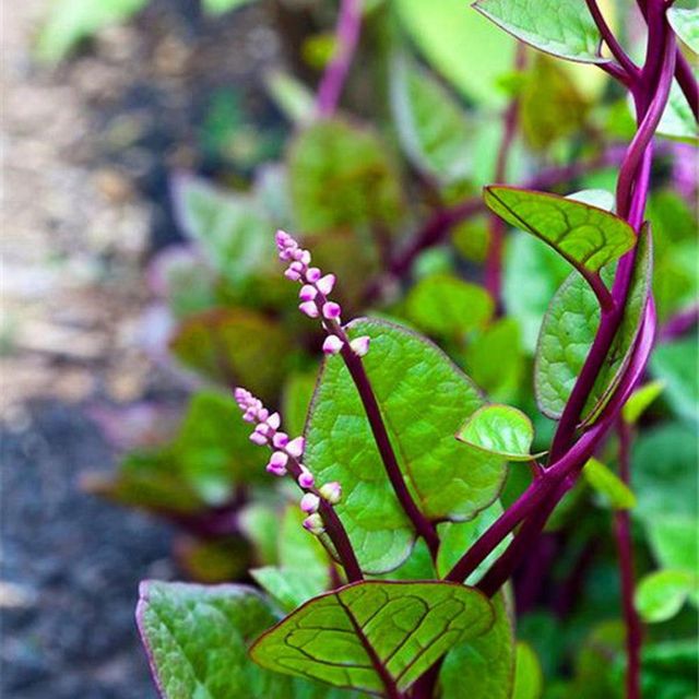 Semillas de Basella Alba 