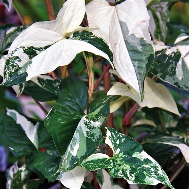 Esqueje de Syngonium Podophyllum Albo variegata