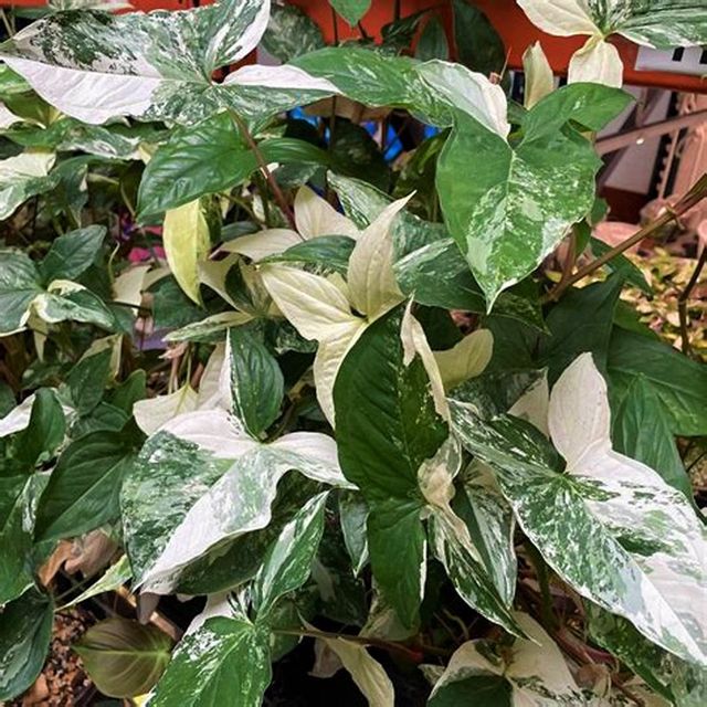 Esqueje de Syngonium Podophyllum Albo variegata