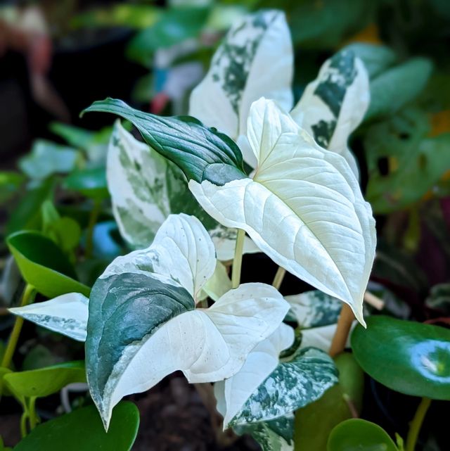 Esqueje de Syngonium Podophyllum Albo variegata