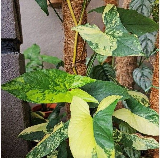 Esqueje de Syngonium Podophyllum Albo variegata