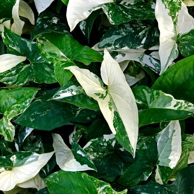 Esqueje de Syngonium Podophyllum Albo variegata