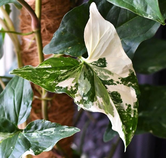 Esqueje de Syngonium Podophyllum Albo variegata