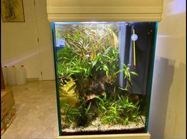 Acquario tropicale completo