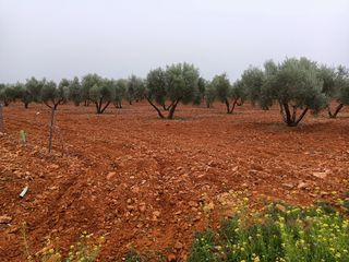 OLIVAR (1.000 0LIVAS)