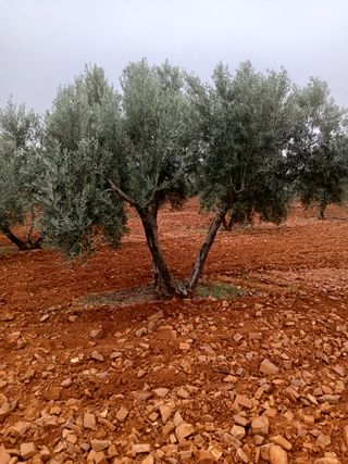 OLIVAR (1.000 0LIVAS)