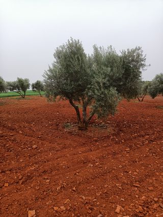 OLIVAR (1.000 0LIVAS)