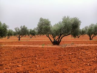 OLIVAR (1.000 0LIVAS)