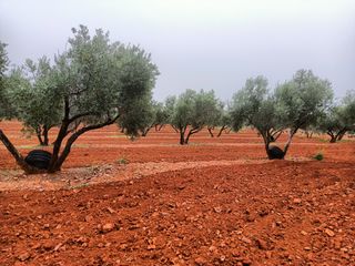OLIVAR (1.000 0LIVAS)